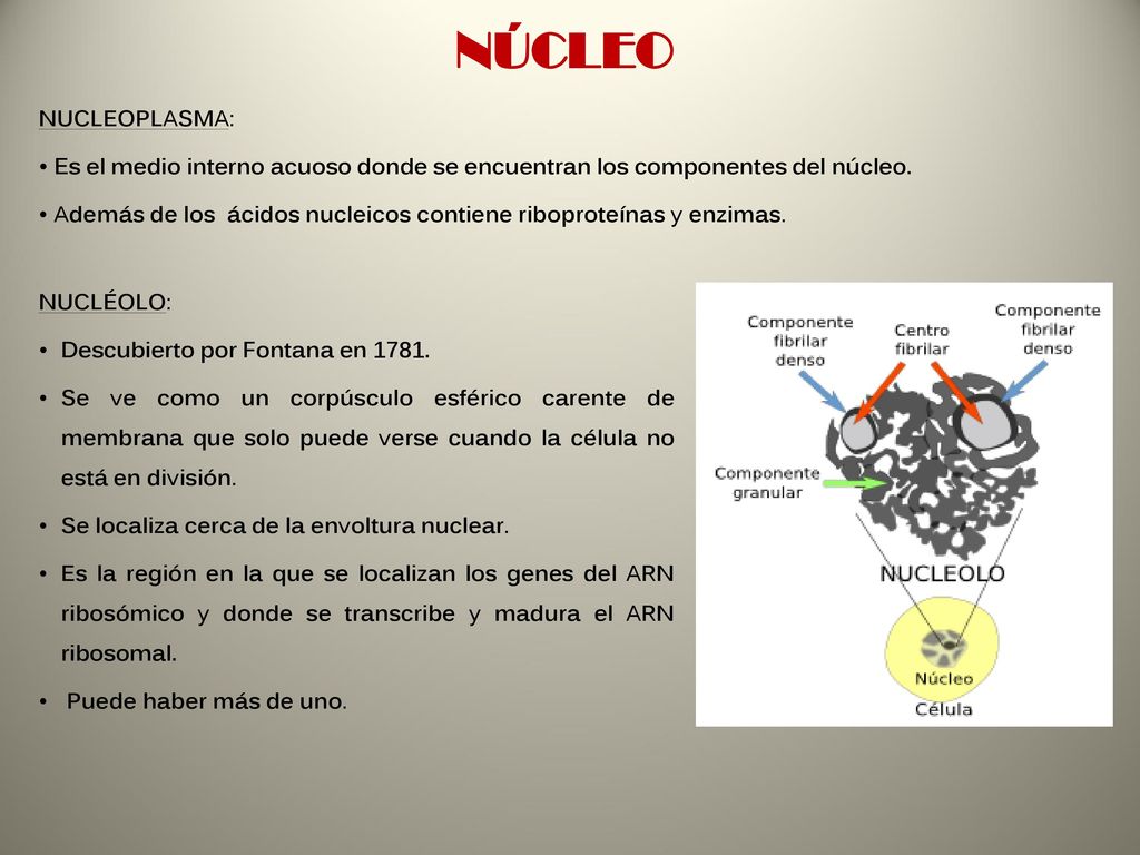 NÚCLEO NUCLEOPLASMA: Es el medio interno acuoso donde se encuentran los componentes del núcleo.