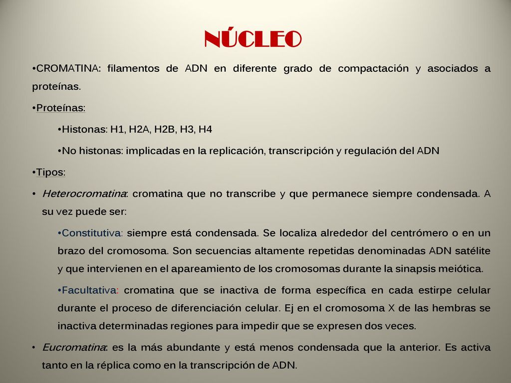 NÚCLEO CROMATINA: filamentos de ADN en diferente grado de compactación y asociados a proteínas. Proteínas: