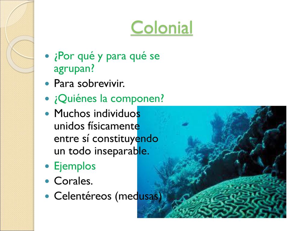 Colonial ¿Por qué y para qué se agrupan Para sobrevivir.