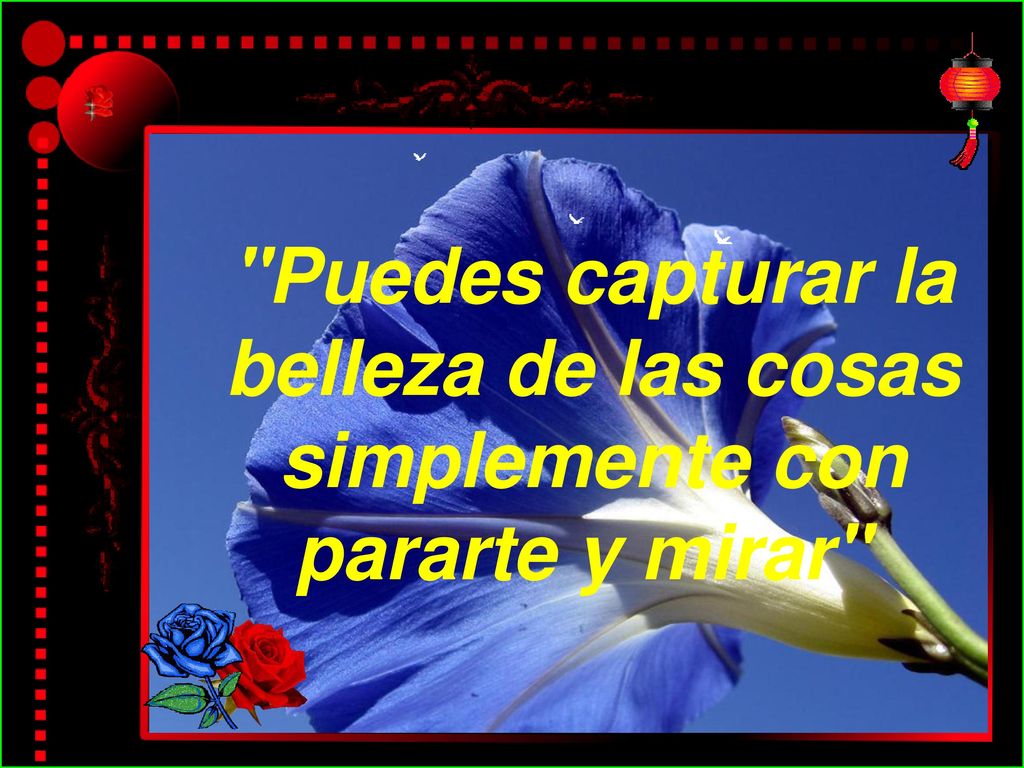 Puedes capturar la belleza de las cosas simplemente con pararte y mirar