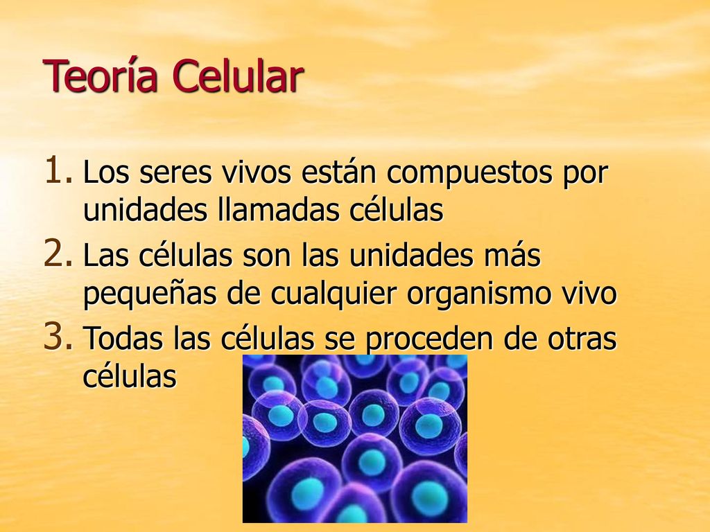 Teoría Celular Los seres vivos están compuestos por unidades llamadas células. Las células son las unidades más pequeñas de cualquier organismo vivo.