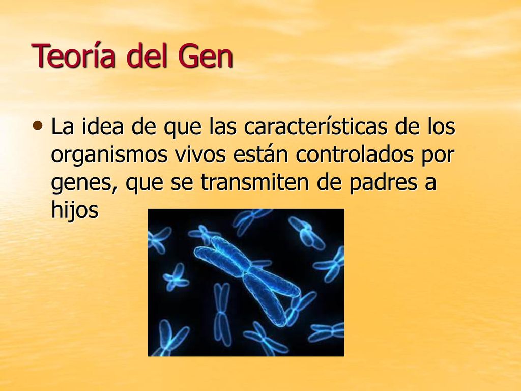 Teoría del Gen La idea de que las características de los organismos vivos están controlados por genes, que se transmiten de padres a hijos.