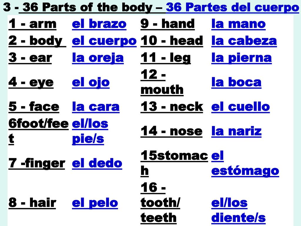 1 - arm el brazo 9 - hand la mano 2 - body el cuerpo 10 - head