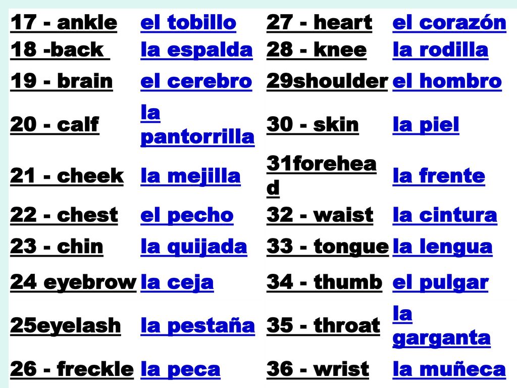 17 - ankle el tobillo heart. el corazón. 18 -back la espalda knee. la rodilla brain.