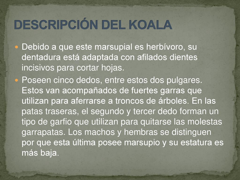 DESCRIPCIÓN DEL KOALA Debido a que este marsupial es herbívoro, su dentadura está adaptada con afilados dientes incisivos para cortar hojas.