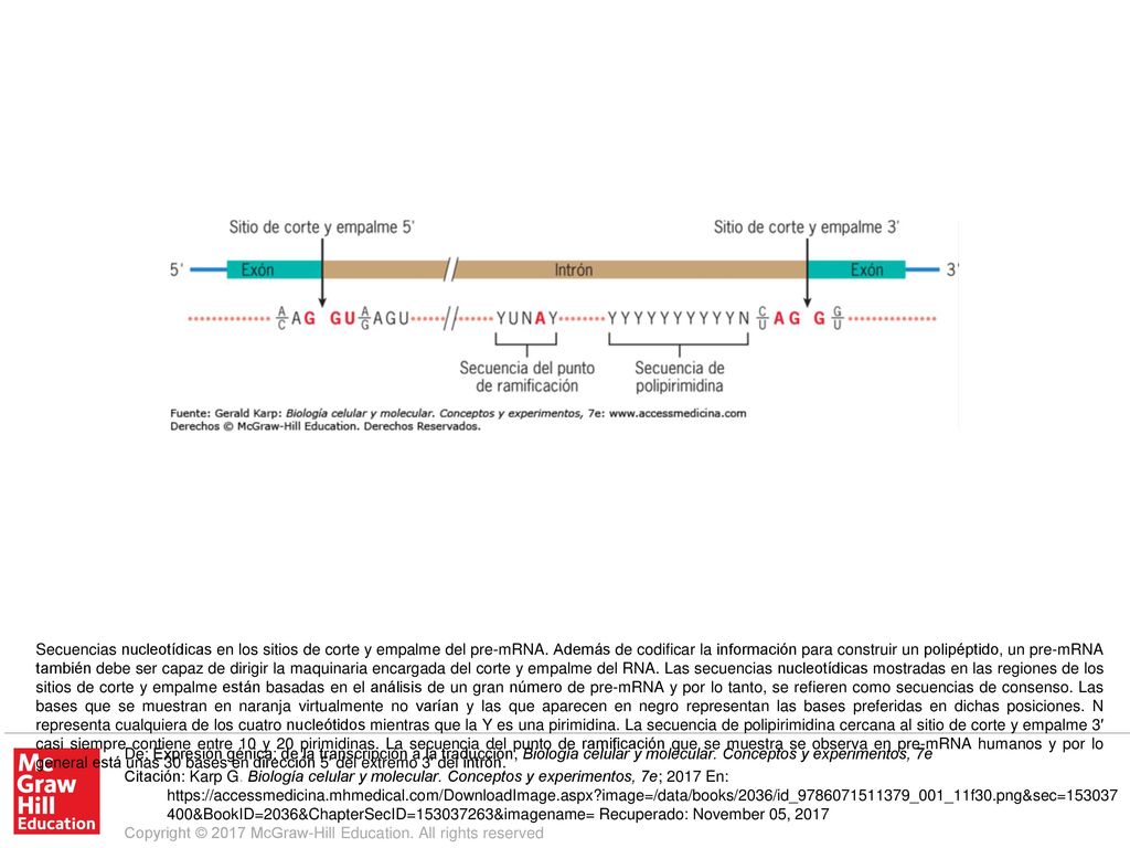 Secuencias nucleotídicas en los sitios de corte y empalme del pre-mRNA
