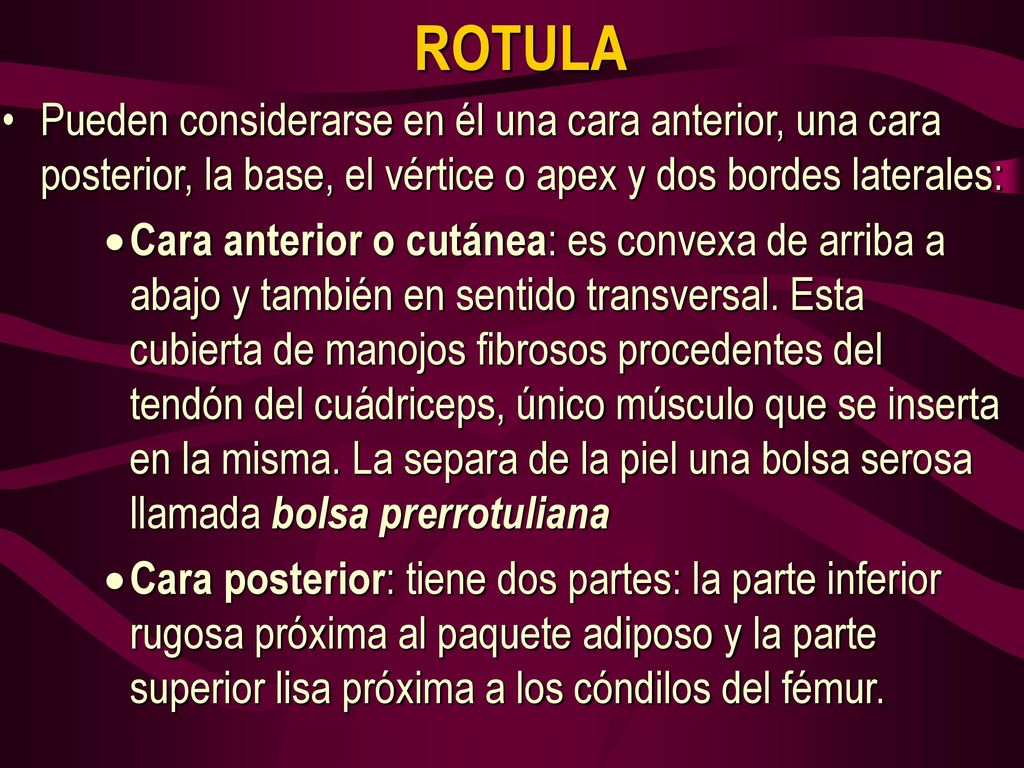 ROTULA Pueden considerarse en él una cara anterior, una cara posterior, la base, el vértice o apex y dos bordes laterales: