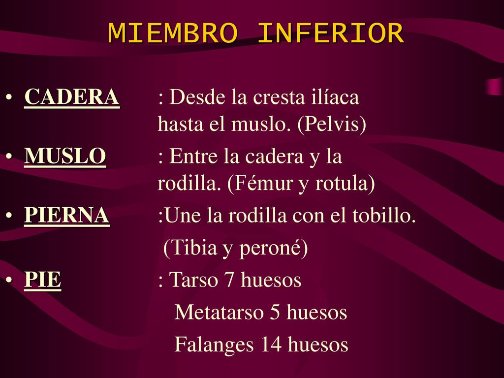MIEMBRO INFERIOR CADERA : Desde la cresta ilíaca hasta el muslo. (Pelvis) MUSLO : Entre la cadera y la rodilla. (Fémur y rotula)