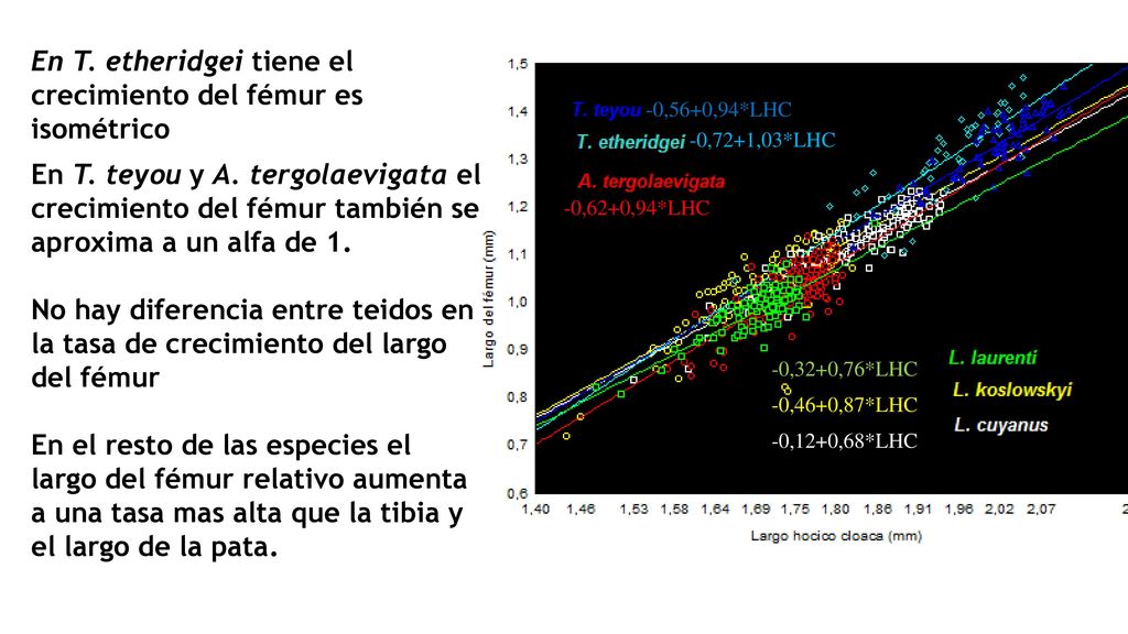 En T. etheridgei tiene el crecimiento del fémur es isométrico En T
