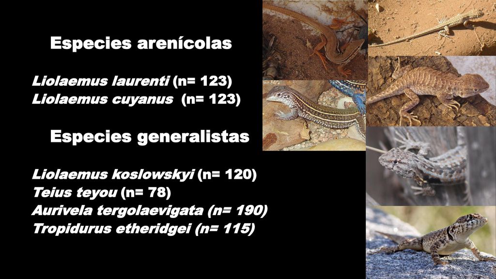 Especies arenícolas Liolaemus laurenti (n= 123) Liolaemus cuyanus (n= 123) Especies generalistas.