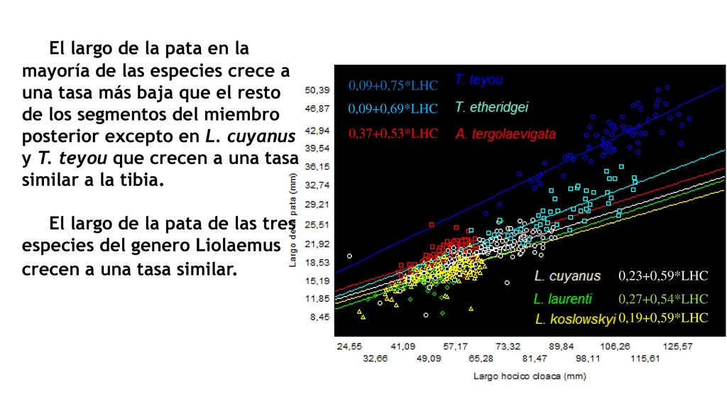 El largo de la pata en la mayoría de las especies crece a una tasa más baja que el resto de los segmentos del miembro posterior excepto en L. cuyanus y T. teyou que crecen a una tasa similar a la tibia. El largo de la pata de las tres especies del genero Liolaemus crecen a una tasa similar.