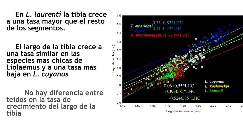 En L. laurenti la tibia crece a una tasa mayor que el resto de los segmentos.
