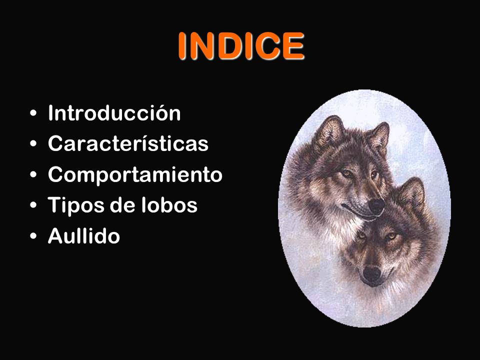 INDICE Introducción Características Comportamiento Tipos de lobos