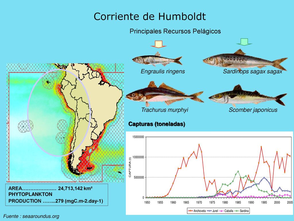 Corriente de Humboldt Principales Recursos Pelágicos Engraulis ringens