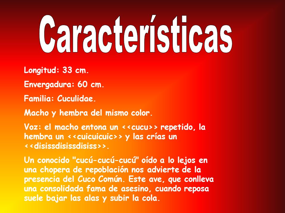 Características Longitud: 33 cm. Envergadura: 60 cm.