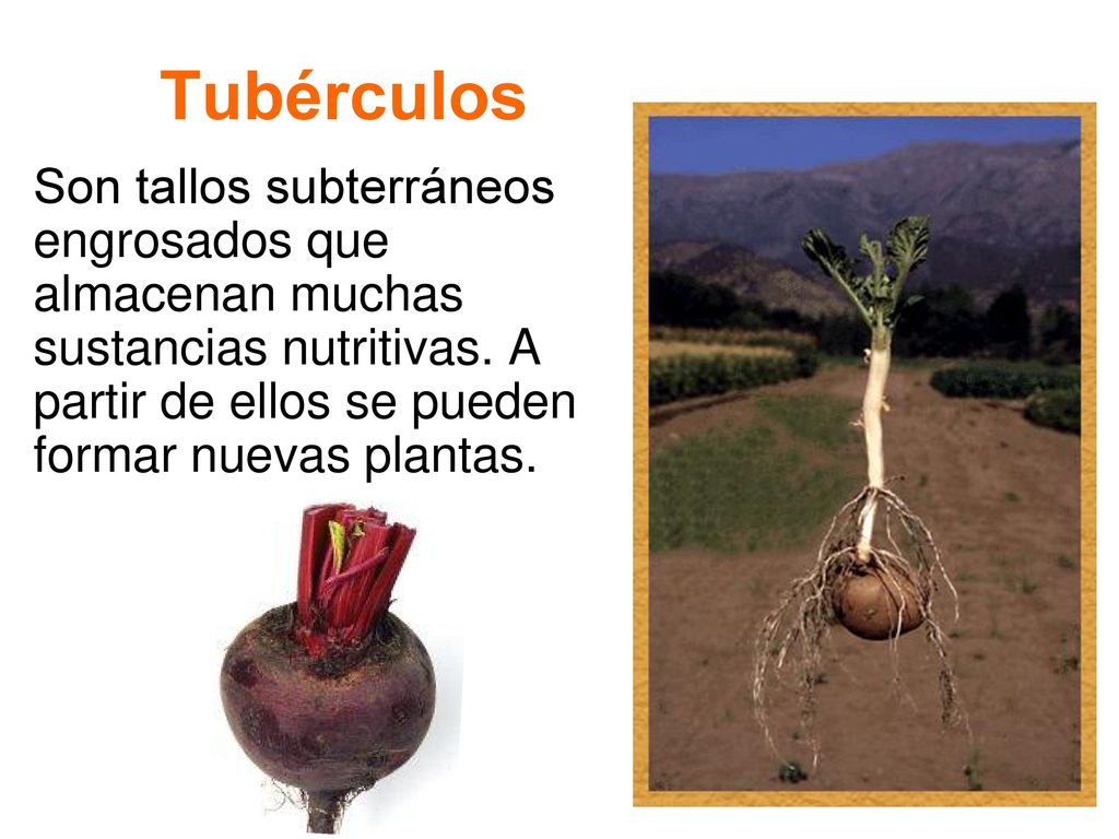 Tubérculos Son tallos subterráneos engrosados que almacenan muchas sustancias nutritivas.