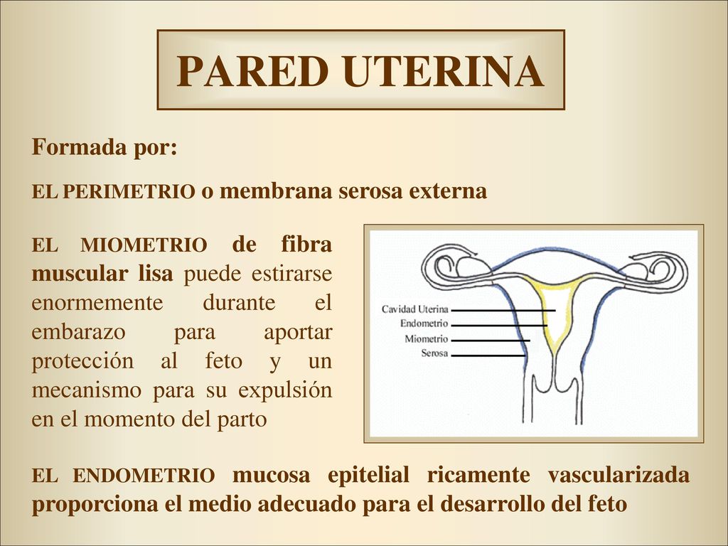 PARED UTERINA Formada por: EL PERIMETRIO o membrana serosa externa
