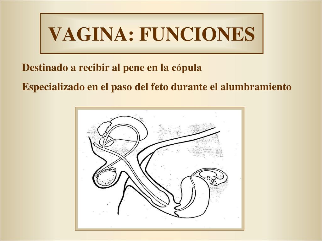 VAGINA: FUNCIONES Destinado a recibir al pene en la cópula