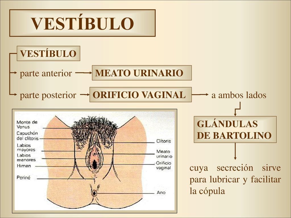 VESTÍBULO VESTÍBULO parte anterior MEATO URINARIO parte posterior