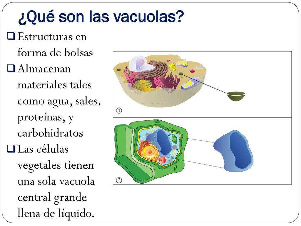 ¿Qué son las vacuolas Estructuras en forma de bolsas