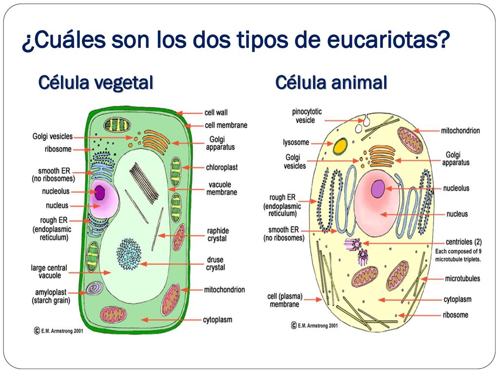 ¿Cuáles son los dos tipos de eucariotas