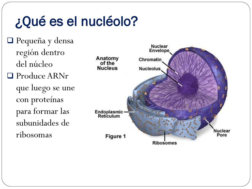 ¿Qué es el nucléolo Pequeña y densa región dentro del núcleo