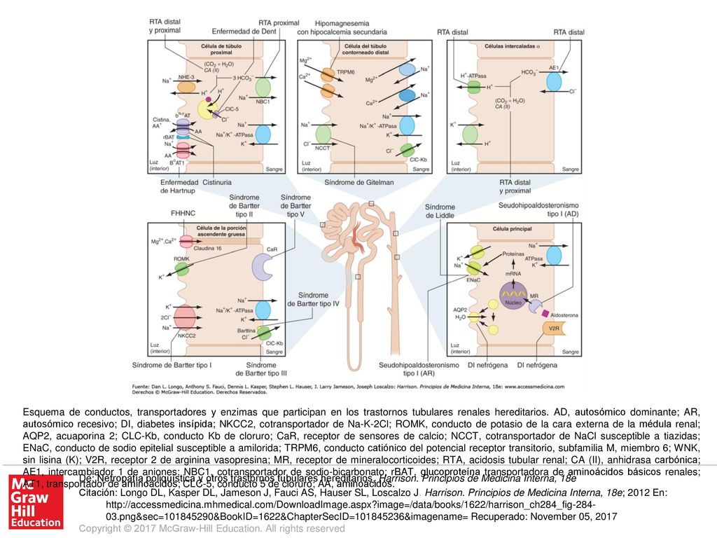 Esquema de conductos, transportadores y enzimas que participan en los trastornos tubulares renales hereditarios. AD, autosómico dominante; AR, autosómico recesivo; DI, diabetes insípida; NKCC2, cotransportador de Na-K-2Cl; ROMK, conducto de potasio de la cara externa de la médula renal; AQP2, acuaporina 2; CLC-Kb, conducto Kb de cloruro; CaR, receptor de sensores de calcio; NCCT, cotransportador de NaCl susceptible a tiazidas; ENaC, conducto de sodio epitelial susceptible a amilorida; TRPM6, conducto catiónico del potencial receptor transitorio, subfamilia M, miembro 6; WNK, sin lisina (K); V2R, receptor 2 de arginina vasopresina; MR, receptor de mineralocorticoides; RTA, acidosis tubular renal; CA (II), anhidrasa carbónica; AE1, intercambiador 1 de aniones; NBC1, cotransportador de sodio-bicarbonato; rBAT, glucoproteína transportadora de aminoácidos básicos renales; AT1, transportador de aminoácidos; CLC-5, conducto 5 de cloruro; AA, aminoácidos.