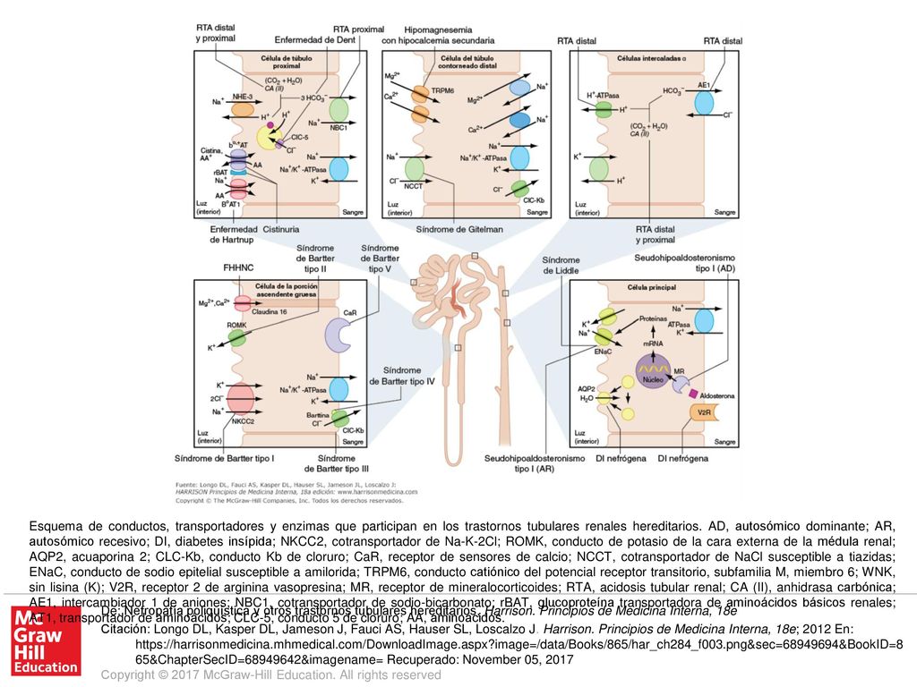 Esquema de conductos, transportadores y enzimas que participan en los trastornos tubulares renales hereditarios. AD, autosómico dominante; AR, autosómico recesivo; DI, diabetes insípida; NKCC2, cotransportador de Na-K-2Cl; ROMK, conducto de potasio de la cara externa de la médula renal; AQP2, acuaporina 2; CLC-Kb, conducto Kb de cloruro; CaR, receptor de sensores de calcio; NCCT, cotransportador de NaCl susceptible a tiazidas; ENaC, conducto de sodio epitelial susceptible a amilorida; TRPM6, conducto catiónico del potencial receptor transitorio, subfamilia M, miembro 6; WNK, sin lisina (K); V2R, receptor 2 de arginina vasopresina; MR, receptor de mineralocorticoides; RTA, acidosis tubular renal; CA (II), anhidrasa carbónica; AE1, intercambiador 1 de aniones; NBC1, cotransportador de sodio-bicarbonato; rBAT, glucoproteína transportadora de aminoácidos básicos renales; AT1, transportador de aminoácidos; CLC-5, conducto 5 de cloruro; AA, aminoácidos.