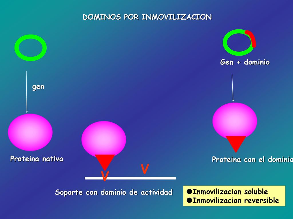 V V DOMINOS POR INMOVILIZACION Gen + dominio gen Proteina nativa