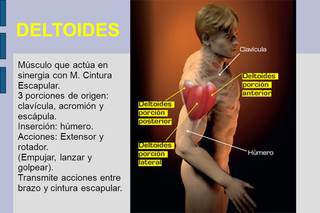 DELTOIDES Músculo que actúa en sinergia con M. Cintura Escapular.