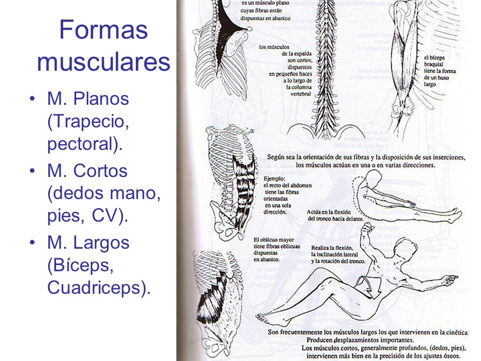 Formas musculares M. Planos (Trapecio, pectoral).