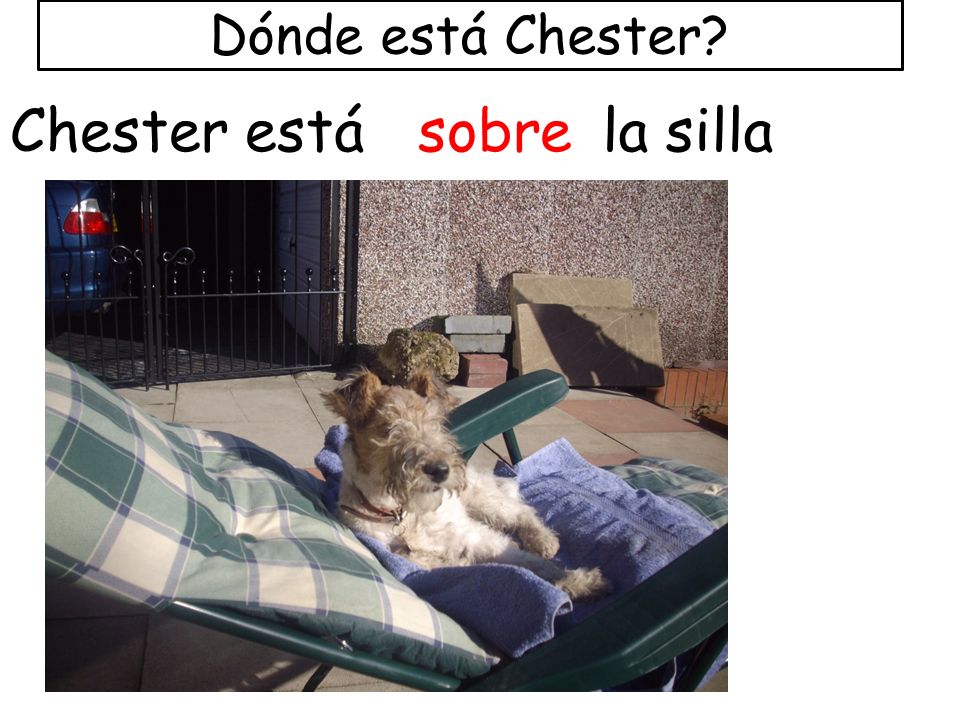 Dónde está Chester Chester está sobre la silla