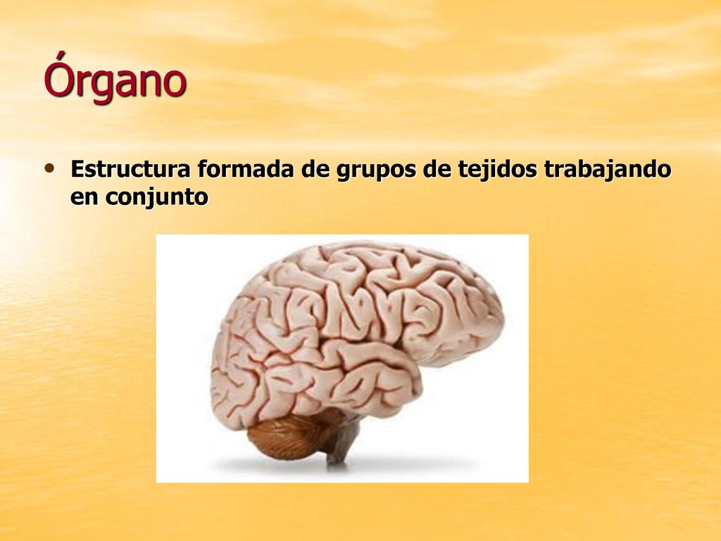 Órgano Estructura formada de grupos de tejidos trabajando en conjunto