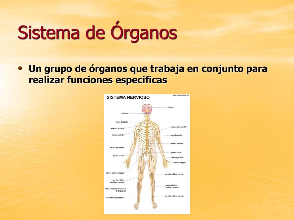 Sistema de Órganos Un grupo de órganos que trabaja en conjunto para realizar funciones específicas
