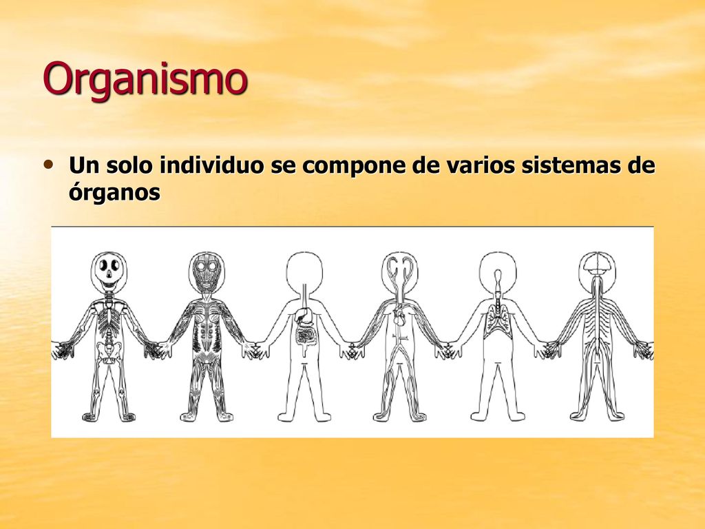 Organismo Un solo individuo se compone de varios sistemas de órganos