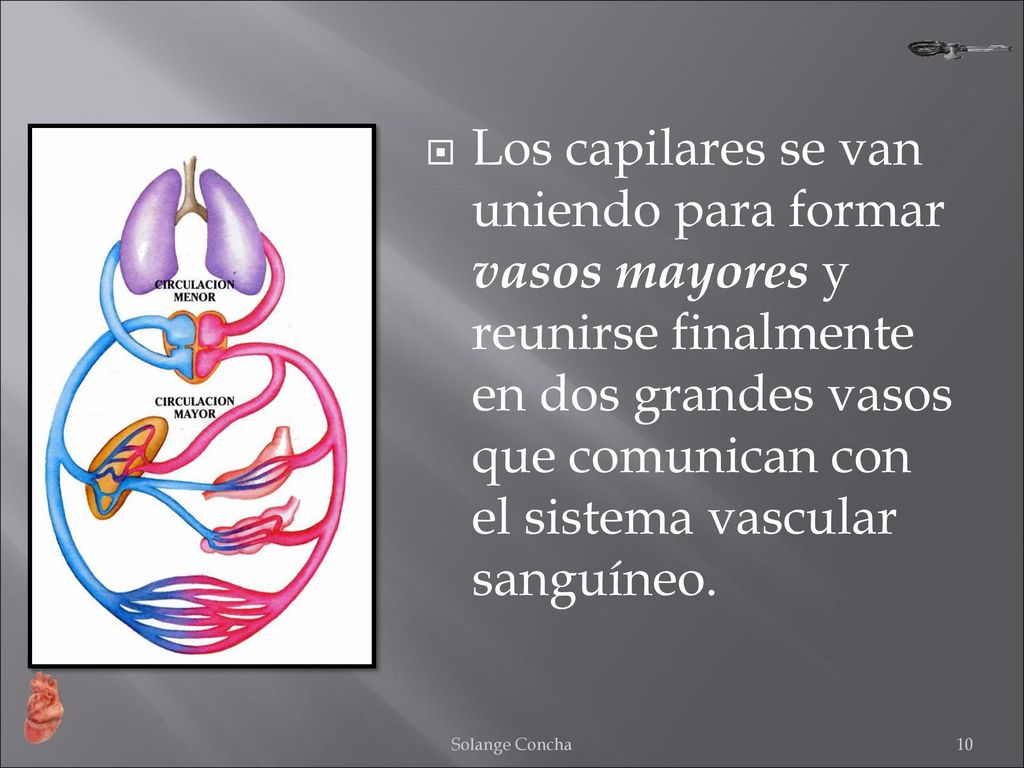 Los capilares se van uniendo para formar vasos mayores y reunirse finalmente en dos grandes vasos que comunican con el sistema vascular sanguíneo.