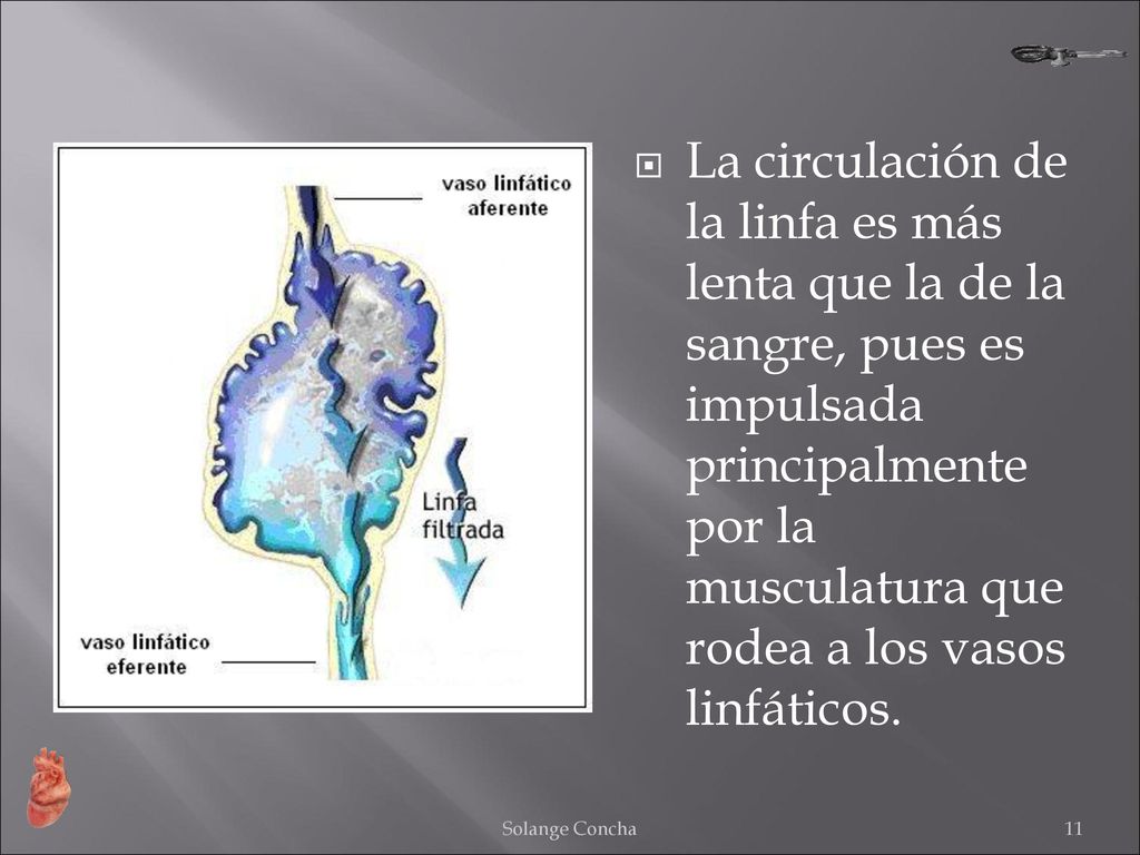 La circulación de la linfa es más lenta que la de la sangre, pues es impulsada principalmente por la musculatura que rodea a los vasos linfáticos.