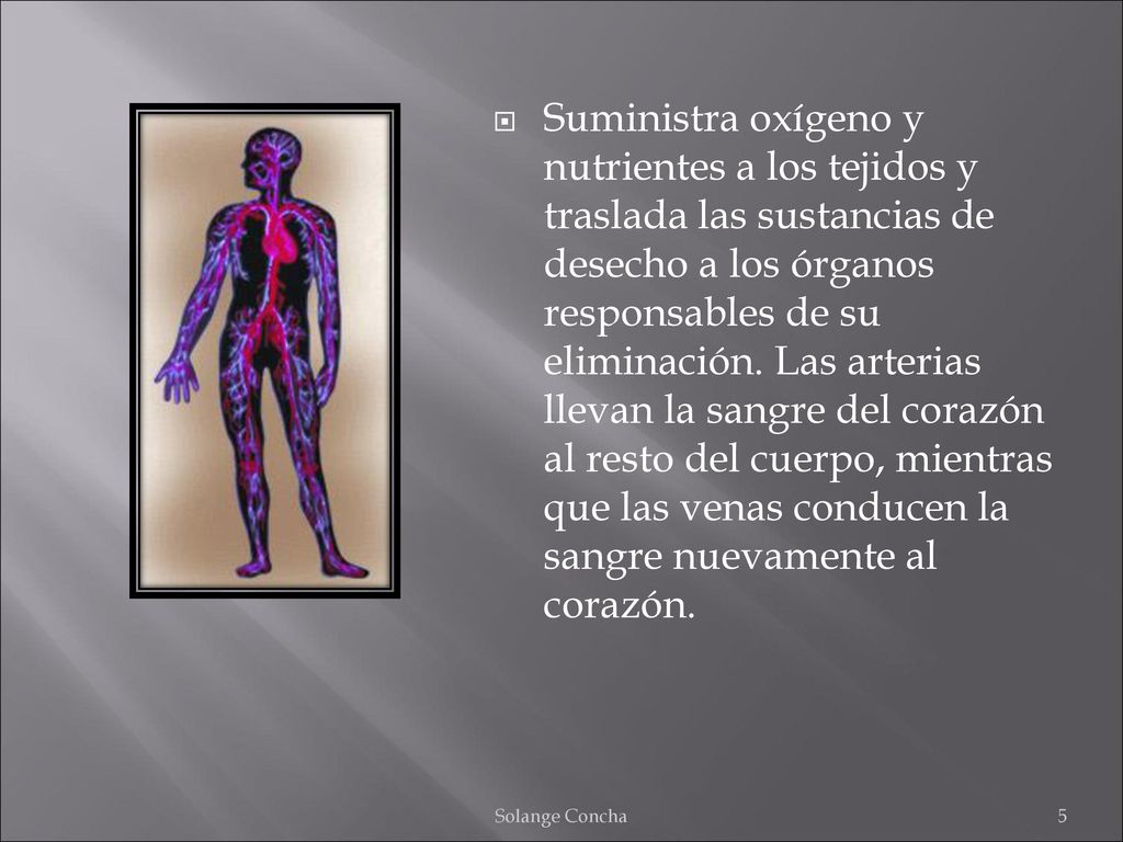 Suministra oxígeno y nutrientes a los tejidos y traslada las sustancias de desecho a los órganos responsables de su eliminación. Las arterias llevan la sangre del corazón al resto del cuerpo, mientras que las venas conducen la sangre nuevamente al corazón.