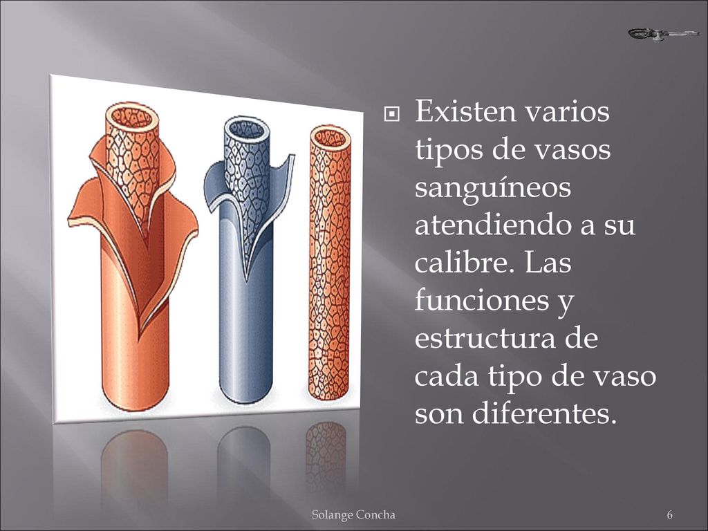 Existen varios tipos de vasos sanguíneos atendiendo a su calibre