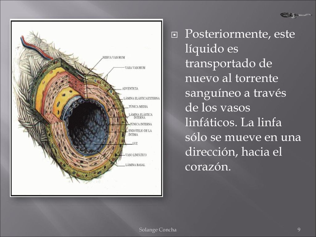 Posteriormente, este líquido es transportado de nuevo al torrente sanguíneo a través de los vasos linfáticos. La linfa sólo se mueve en una dirección, hacia el corazón.