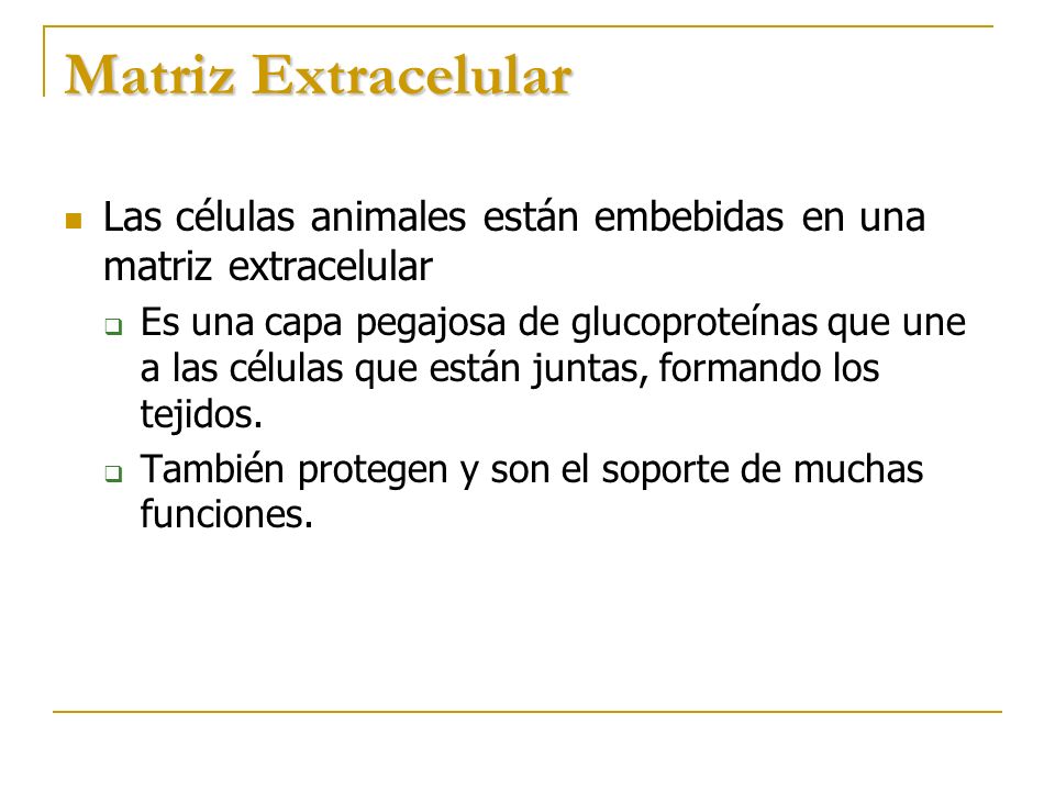 Matriz Extracelular Las células animales están embebidas en una matriz extracelular.