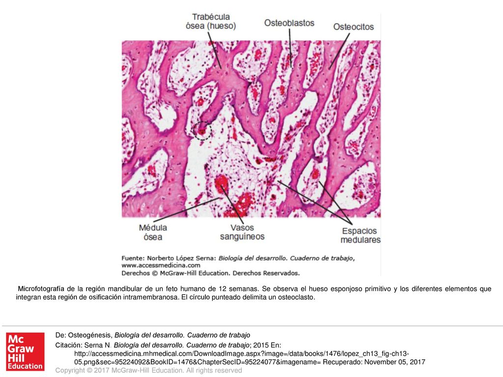 Microfotografía de la región mandibular de un feto humano de 12 semanas. Se observa el hueso esponjoso primitivo y los diferentes elementos que integran esta región de osificación intramembranosa. El círculo punteado delimita un osteoclasto.