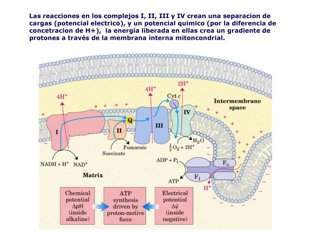 Las reacciones en los complejos I, II, III y IV crean una separacion de cargas (potencial electrico), y un potencial quimico (por la diferencia de concetracion de H+), la energía liberada en ellas crea un gradiente de protones a través de la membrana interna mitoncondrial.