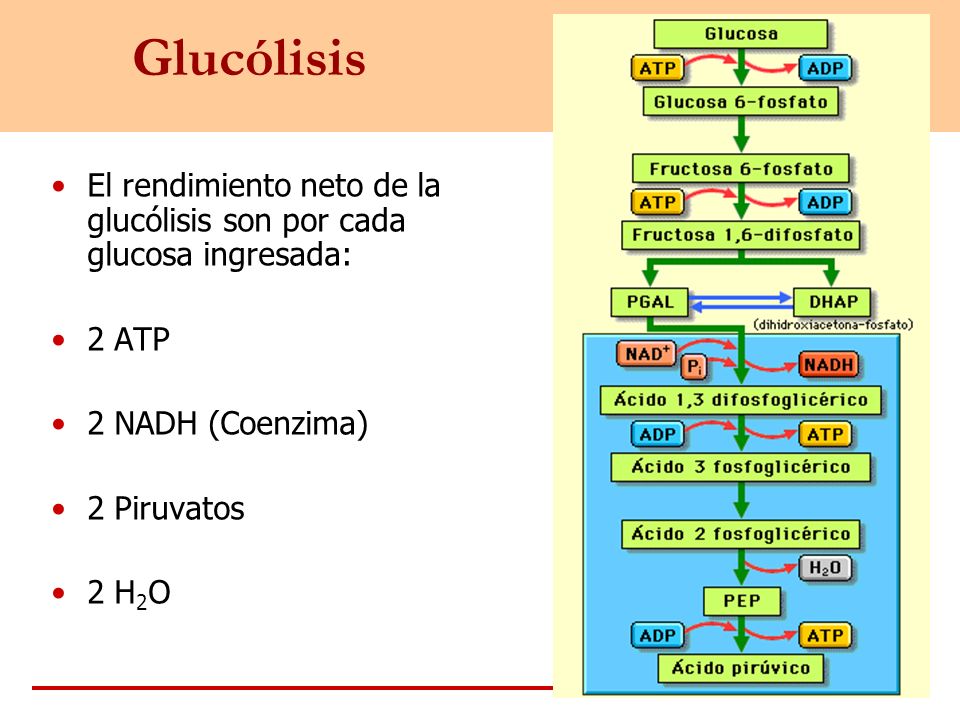Glucólisis El rendimiento neto de la glucólisis son por cada glucosa ingresada: 2 ATP. 2 NADH (Coenzima)