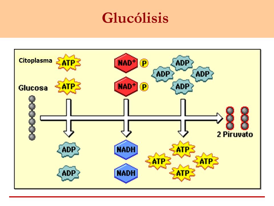 Glucólisis Citoplasma