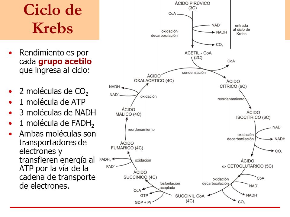 Ciclo de Krebs Rendimiento es por cada grupo acetilo que ingresa al ciclo: 2 moléculas de CO2. 1 molécula de ATP.