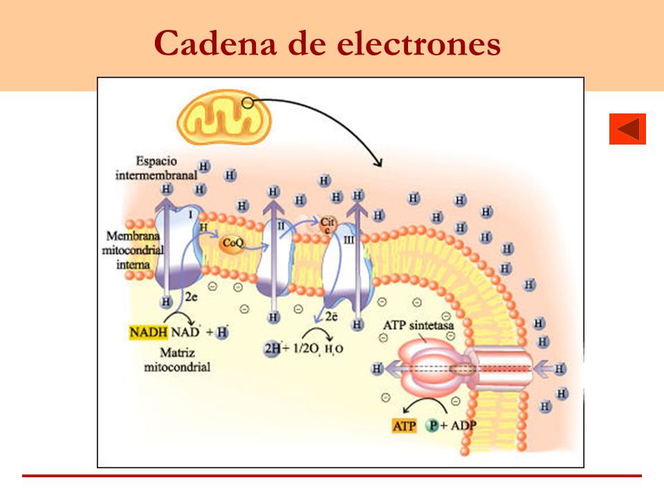 Cadena de electrones