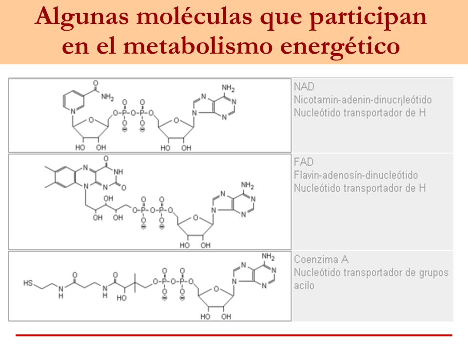 Algunas moléculas que participan en el metabolismo energético