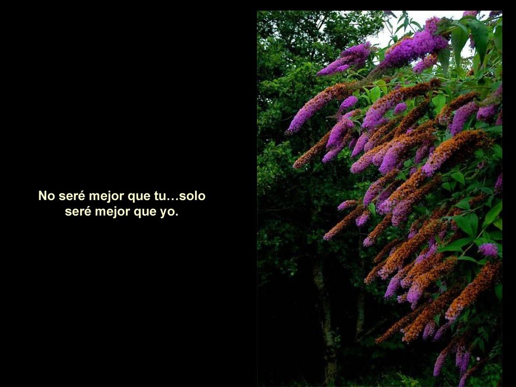 No seré mejor que tu…solo seré mejor que yo.