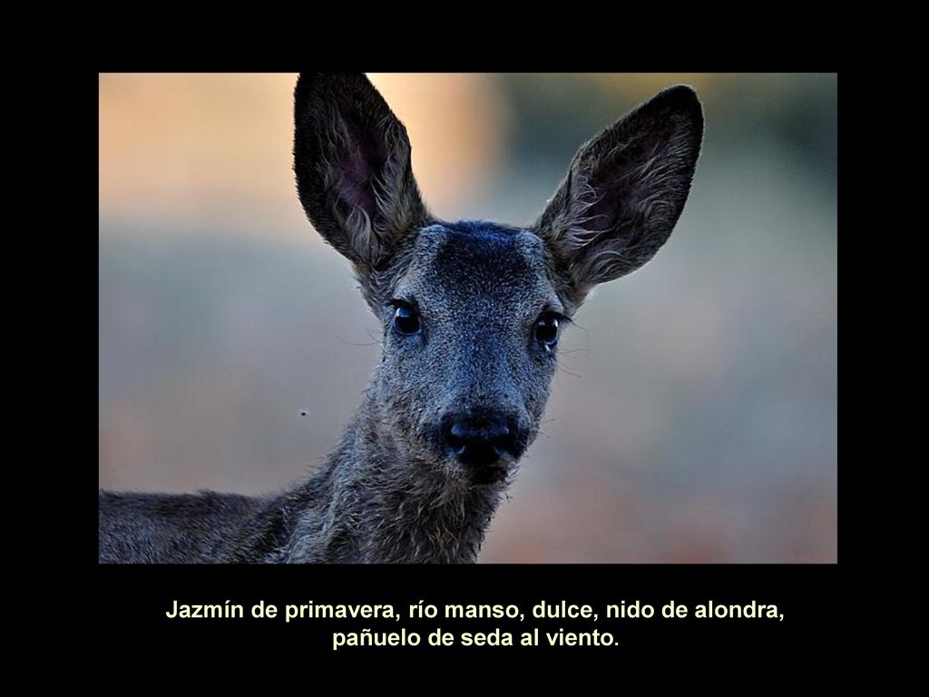 Jazmín de primavera, río manso, dulce, nido de alondra, pañuelo de seda al viento.